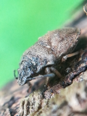 Podops inunctus