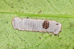 Pulvinaria floccifera