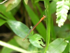Ceriagrion