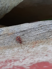 Ptinus exulans
