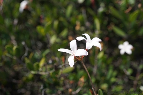 Ancylobothrys capensis (Ancylobothrys capensis)