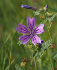 Malva sylvestris