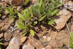 Parinari capensis capensis