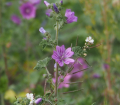 Malva sylvestris
