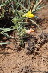 Leobordea foliosa