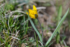 Tulipa dasystemon