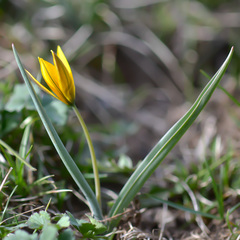 Tulipa dasystemon