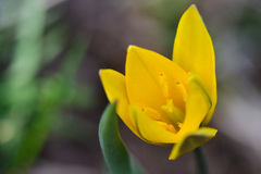 Tulipa dasystemon