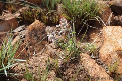 Syncolostemon pretoriae