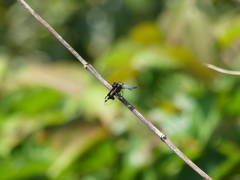 Palpopleura portia