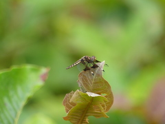 Palpopleura portia
