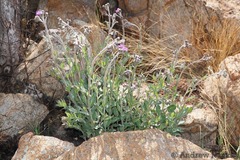 Helichrysum sutherlandii