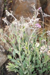 Helichrysum sutherlandii