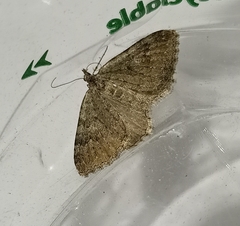 Helastia semisignata