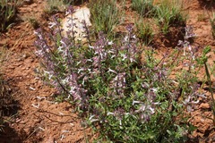 Syncolostemon pretoriae
