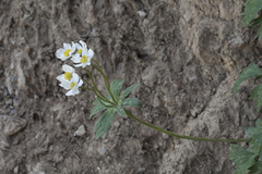 Anemonastrum protractum