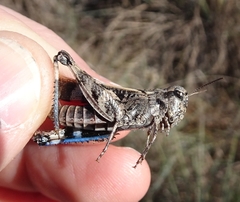 Encoptolophus costalis