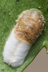 Pulvinaria floccifera