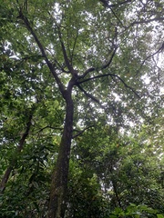 Alstonia scholaris