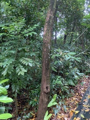 Alstonia scholaris