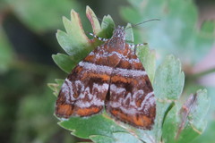 Choreutis orthogona