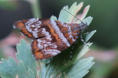 Choreutis orthogona