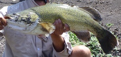 Murray Cod photo 4