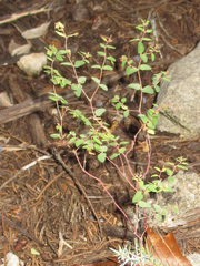 Euphorbia villifera