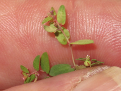Euphorbia villifera