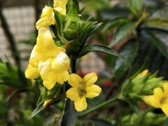 Strobilanthes crispus