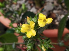 Strobilanthes crispus