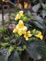 Strobilanthes crispus