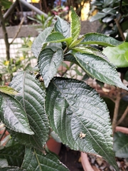 Strobilanthes crispus
