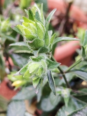 Strobilanthes crispus