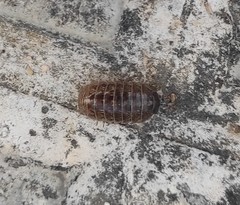 Armadillidium vulgare