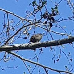 Troglodytes troglodytes