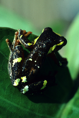 Dendropsophus sarayacuensis