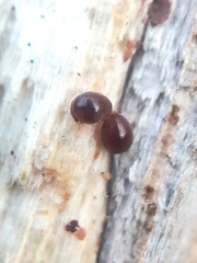 Clambidae