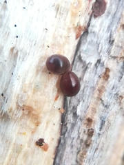 Clambidae