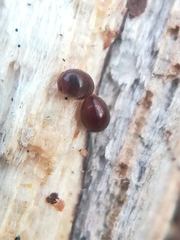 Clambidae