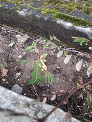 Phyllanthus tenellus