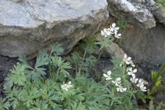 Anemonastrum protractum