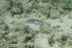 Scolopsis trilineata