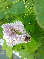Bombus distinguendus