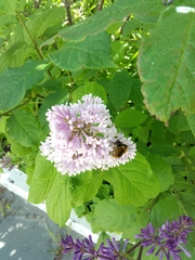 Bombus distinguendus
