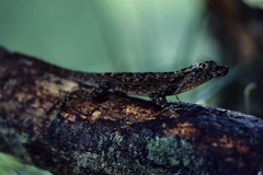 Anolis ortonii