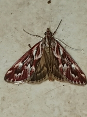 Blepharucha zaide