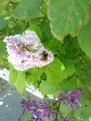 Bombus distinguendus
