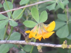 Lotus longisiliquosus