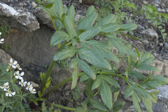 Archangelica brevicaulis